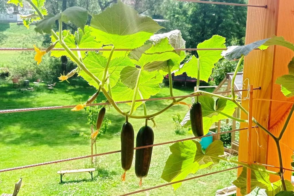 Ferienglueck Im Schwarzwald Apartment Zimmern ob Rottweil Ngoại thất bức ảnh